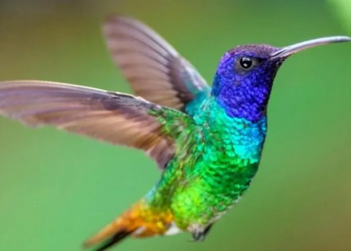 Colibri